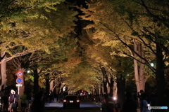 金葉祭　北海道大学イチョウ並木④