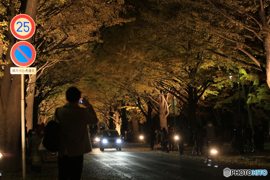 金葉祭　北海道大学イチョウ並木②