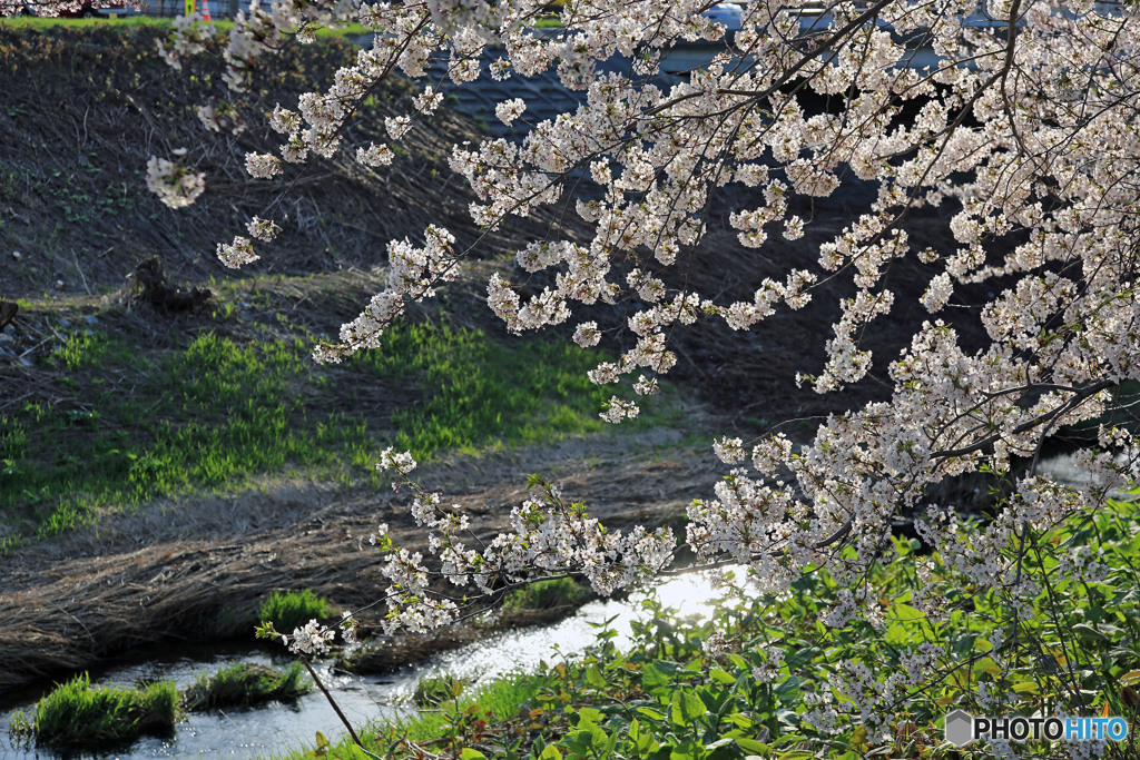 桜