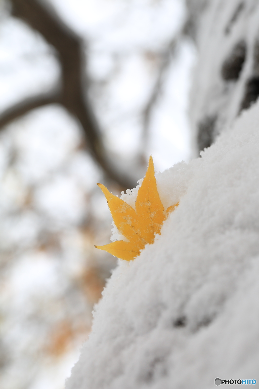 冠雪