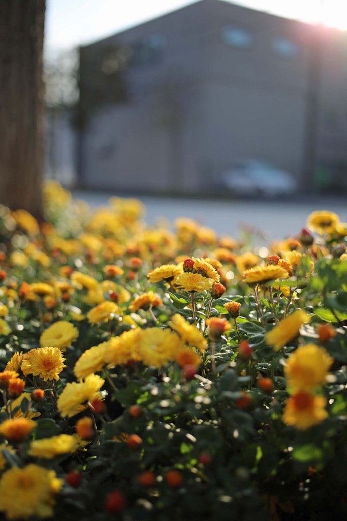 路傍の花