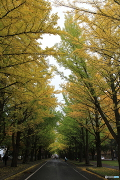 北海道大学イチョウ並木①