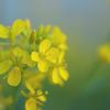 vivid　yellow