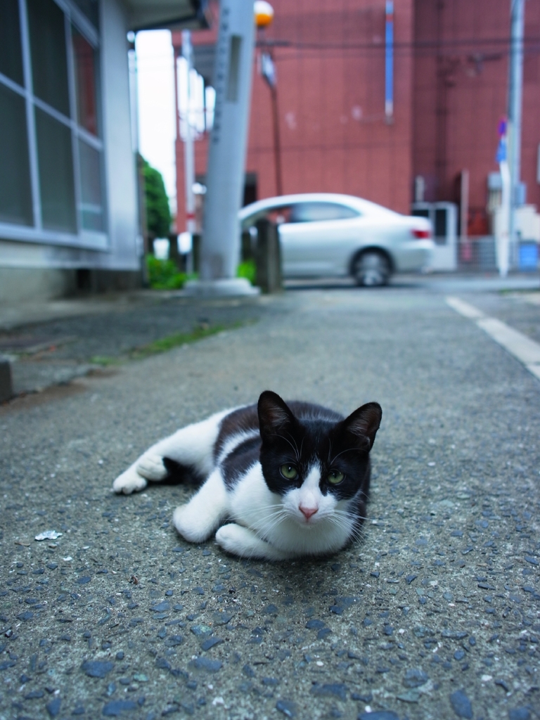 猫神社