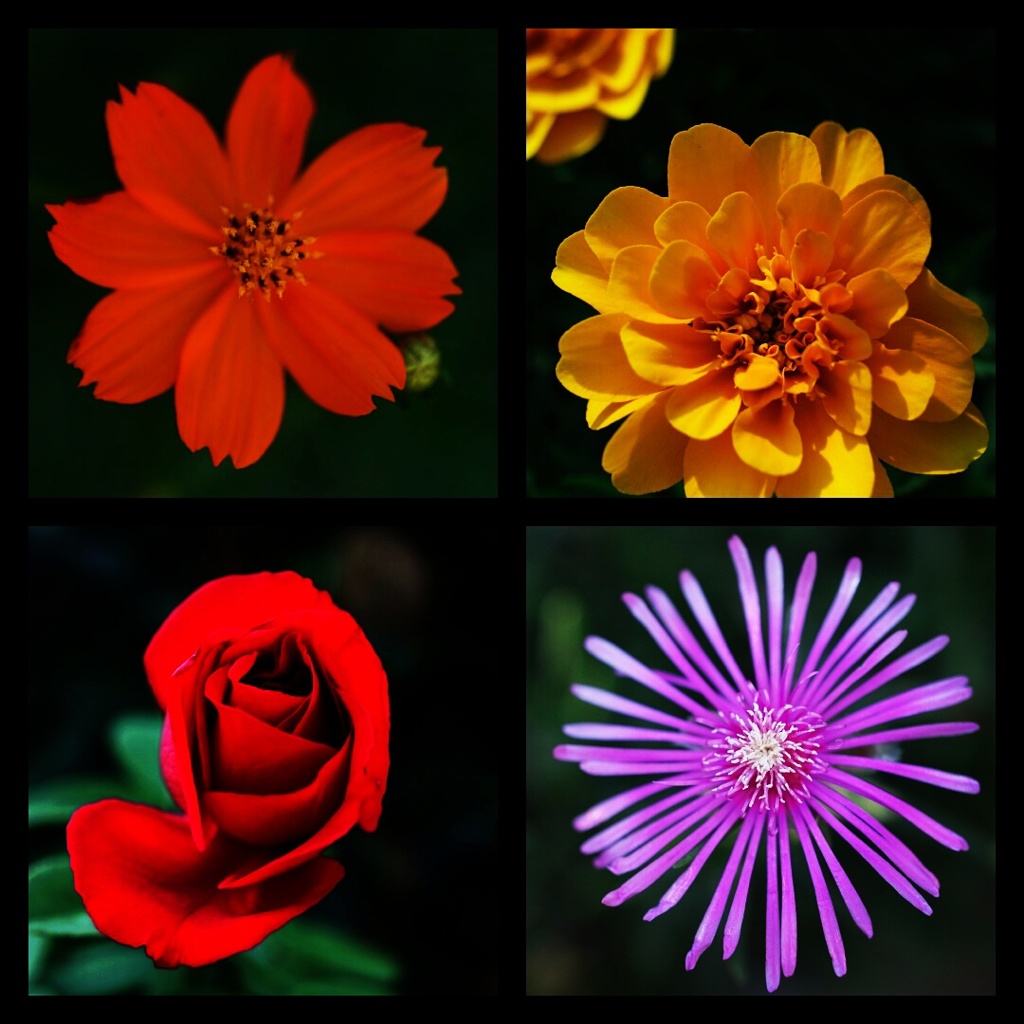 VIVID COLORS