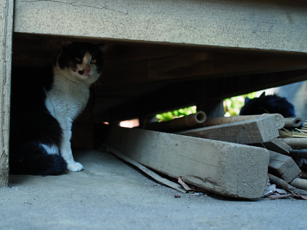 猫神社⑤