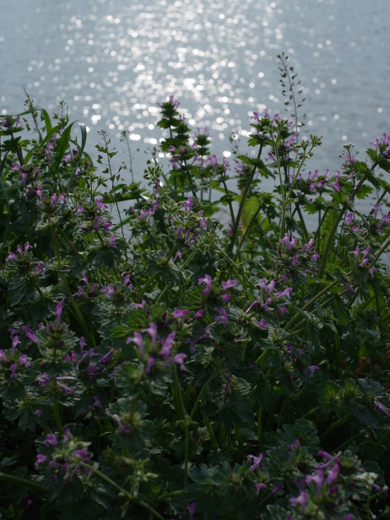 in a riverside