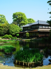 Japanese garden