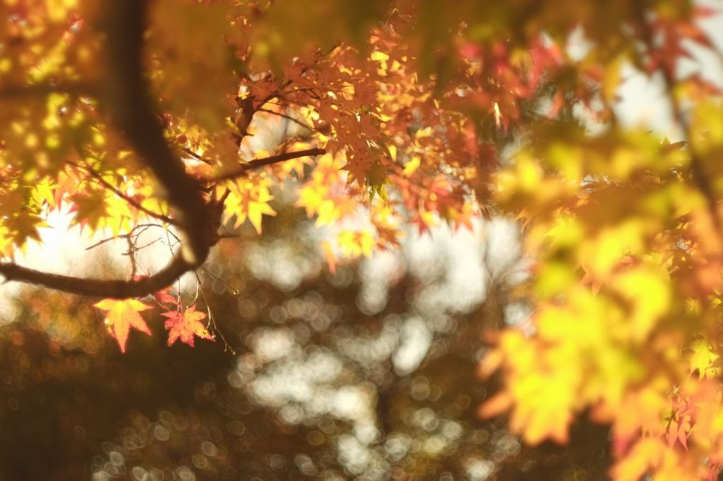 紅陽