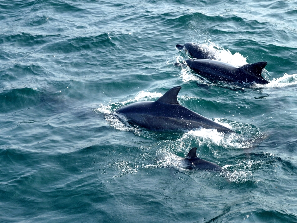 dolphins
