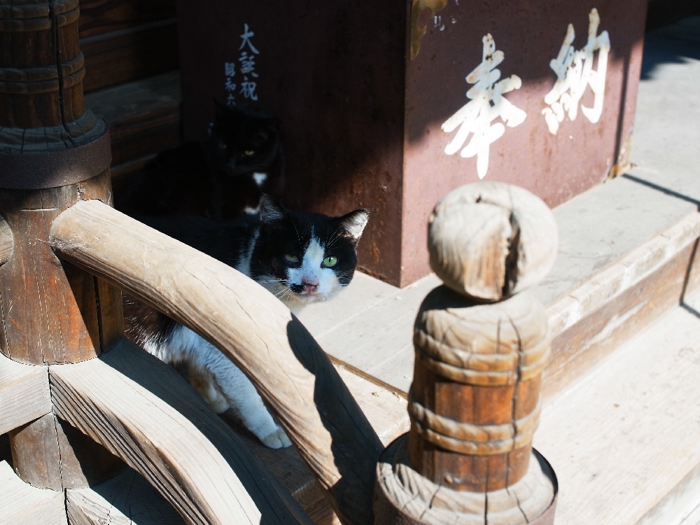 猫神社③