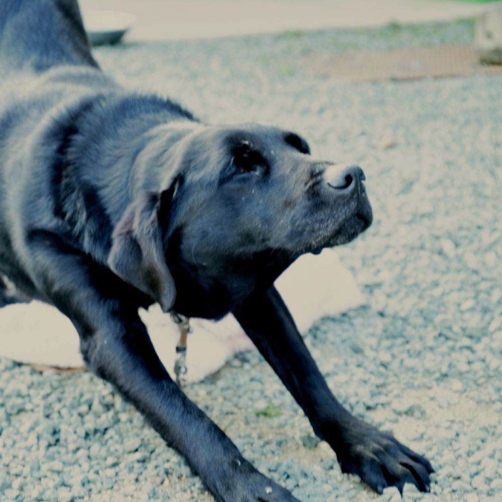 カフェ犬2