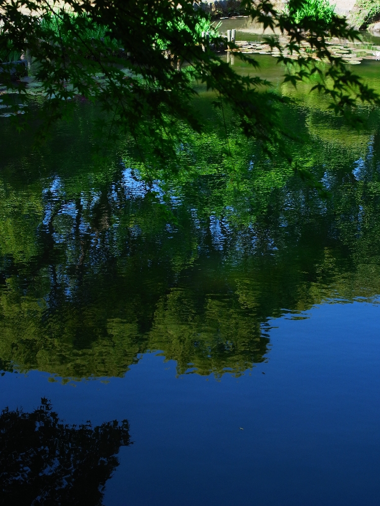 the shade in a garden