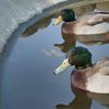 動物園的なとこ3