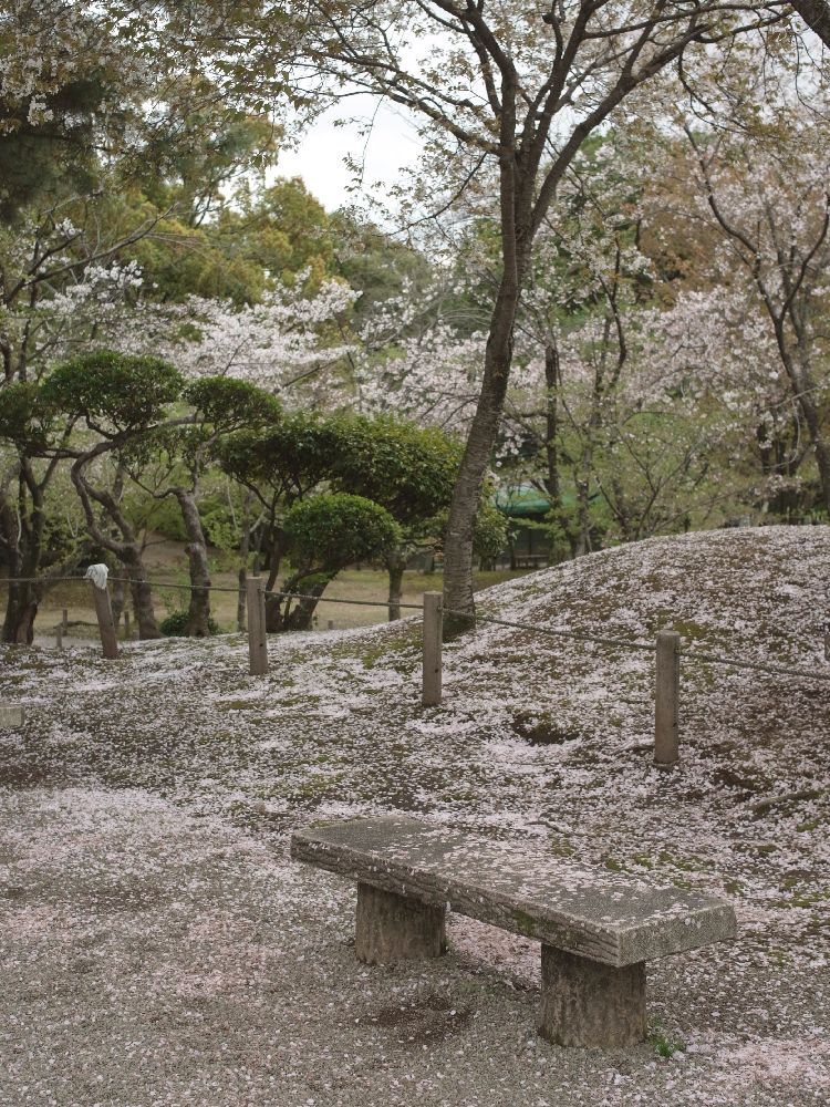 桜雪