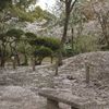 桜雪