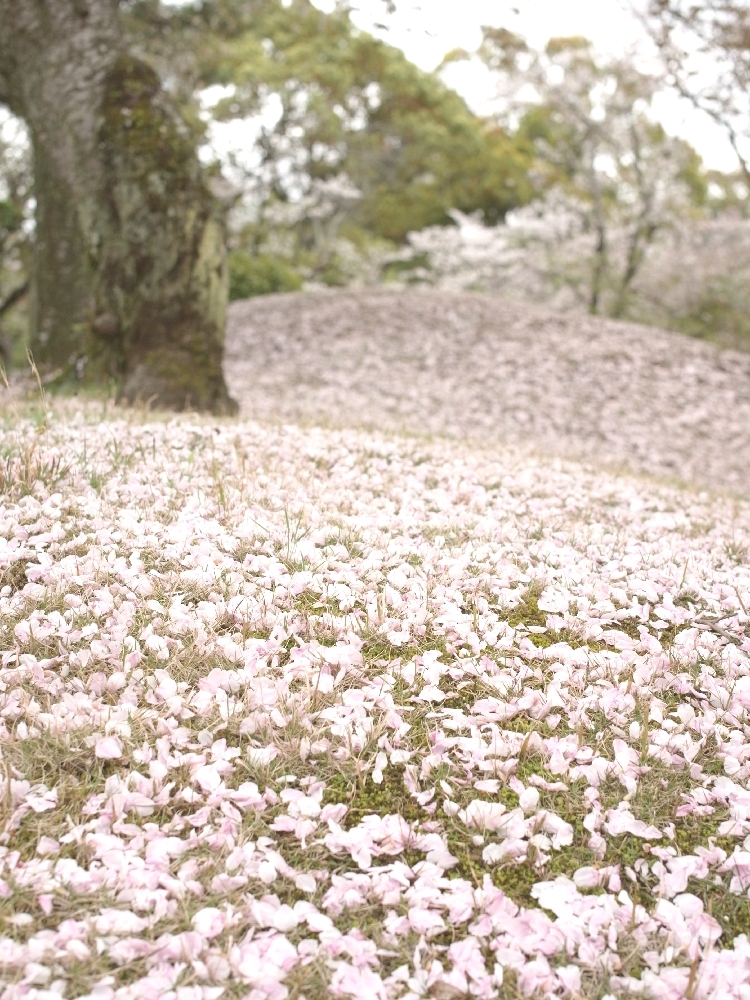 桜の絨毯
