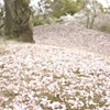桜の絨毯