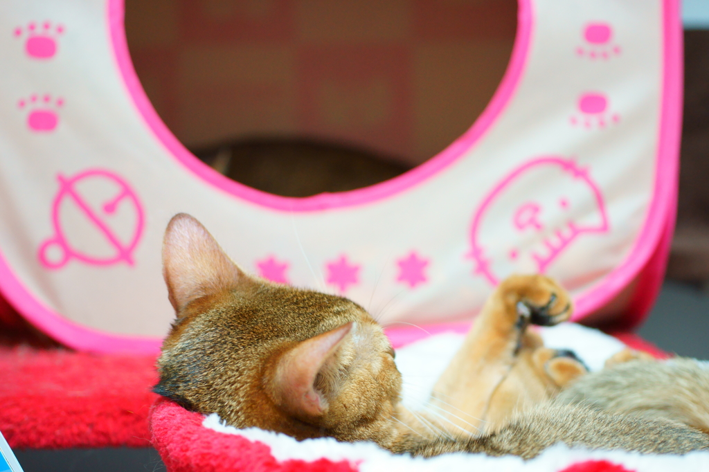 ２にゃんお眠む