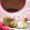 ２にゃんお眠む