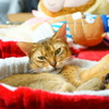 シャッター音で目が覚めた