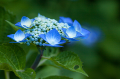 紫陽花