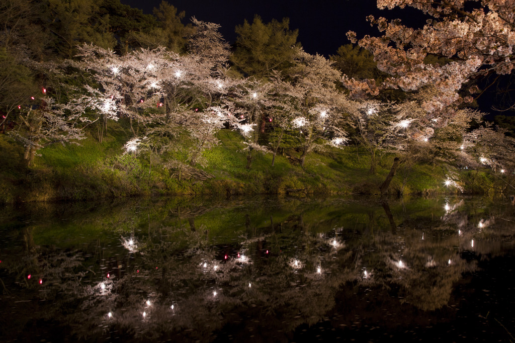 夜桜②