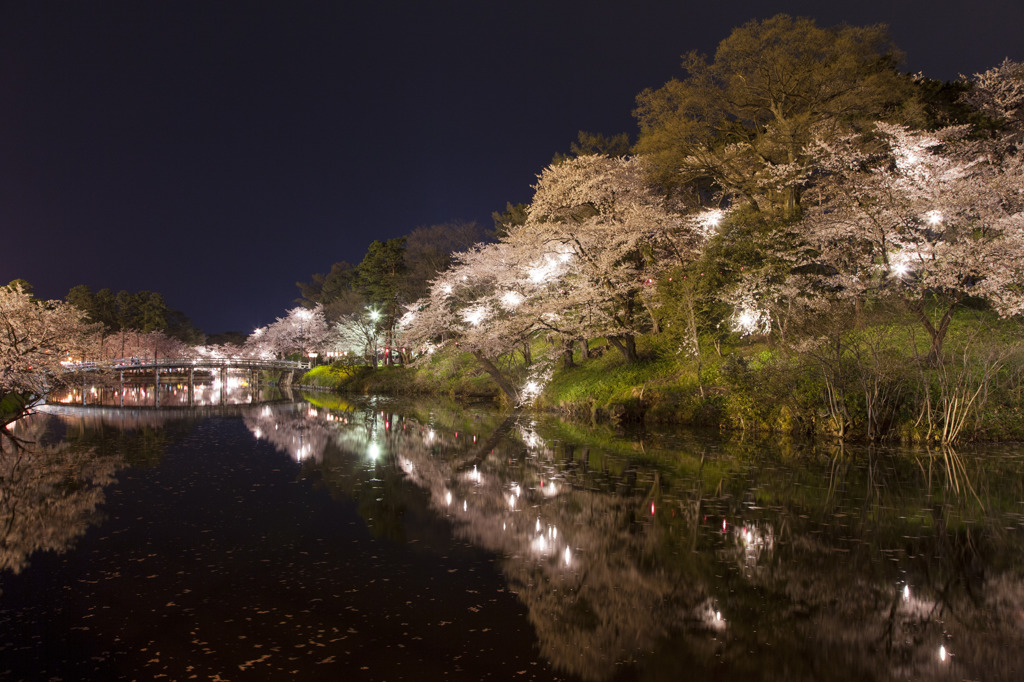 夜桜③