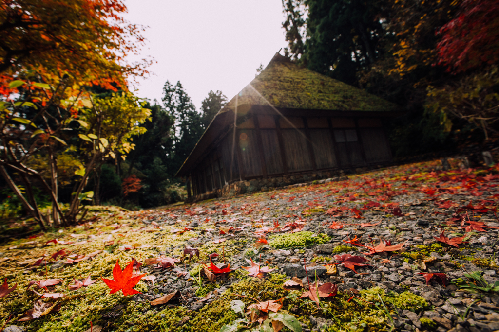 紅葉