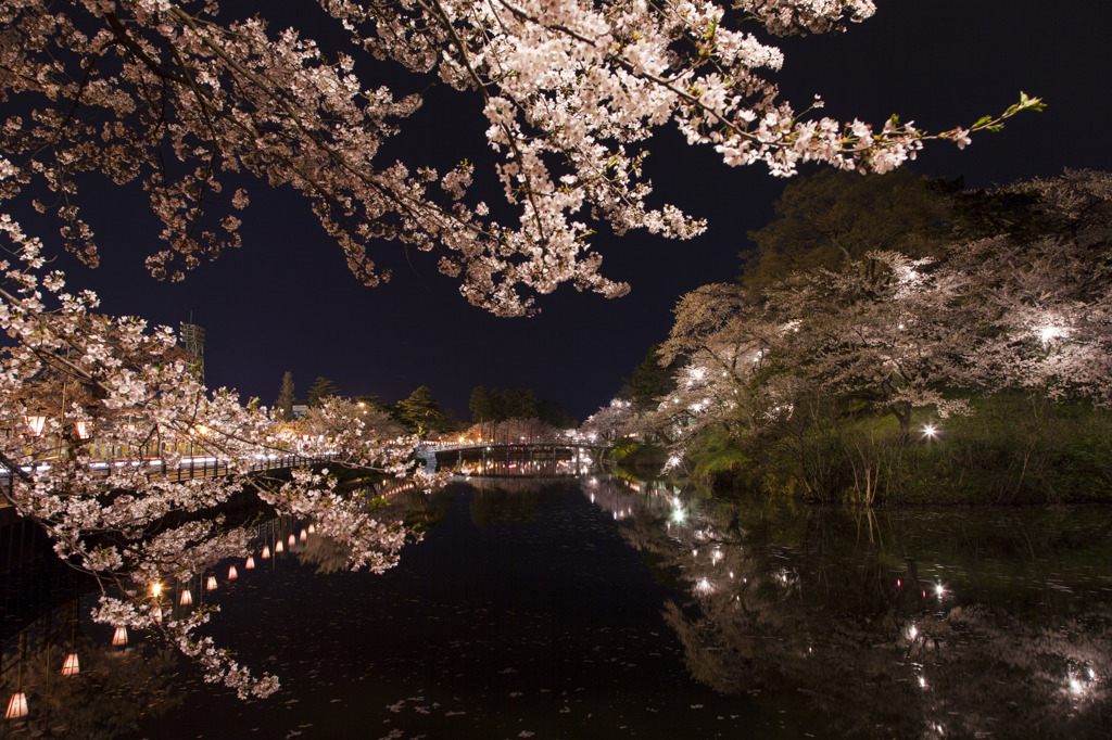 夜桜④