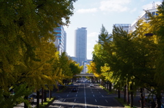名古屋桜通りのイチョウ並木