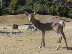 宮島にて