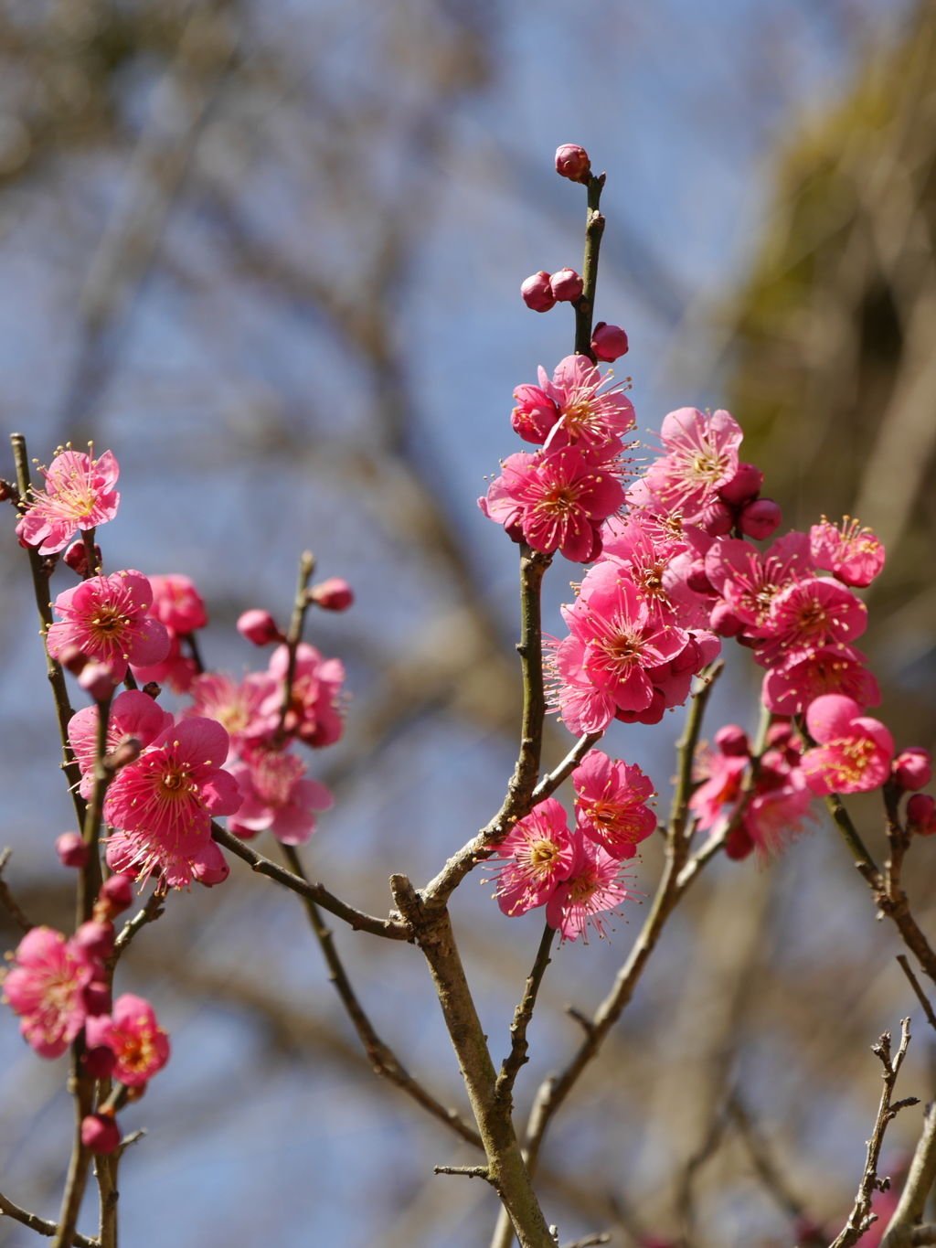 明月院にて