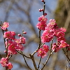明月院にて