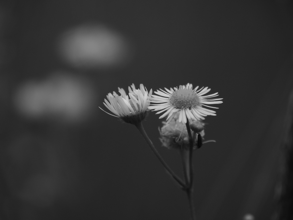 道端の花