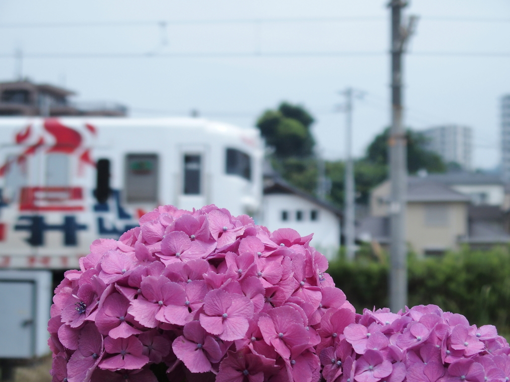 紫陽花とカープ電車
