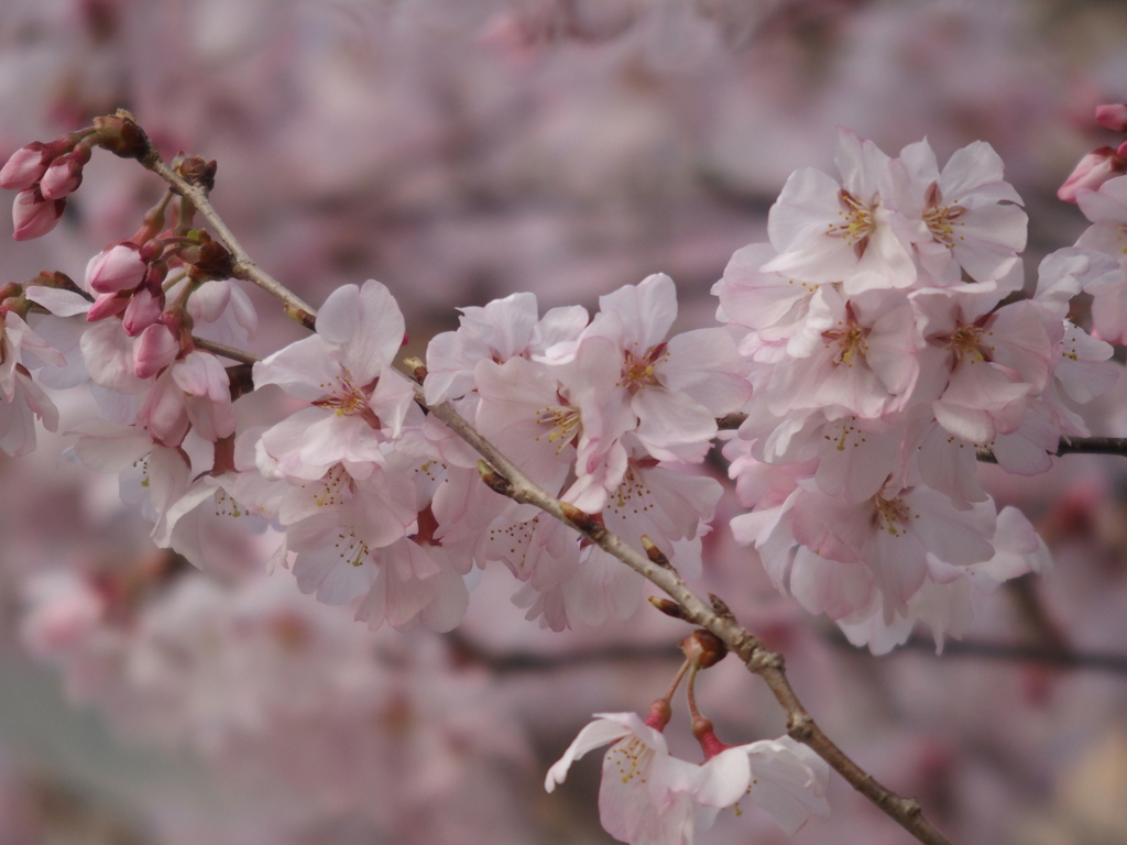 もうすぐお花見