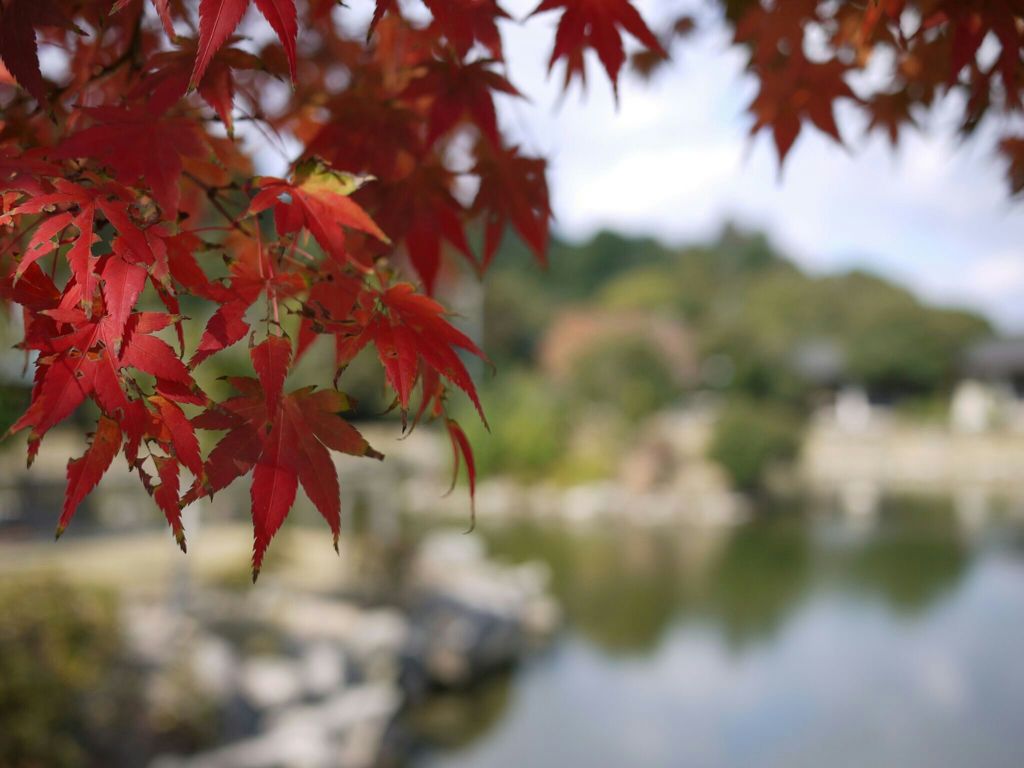 宮島の紅葉