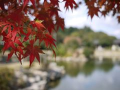 宮島の紅葉