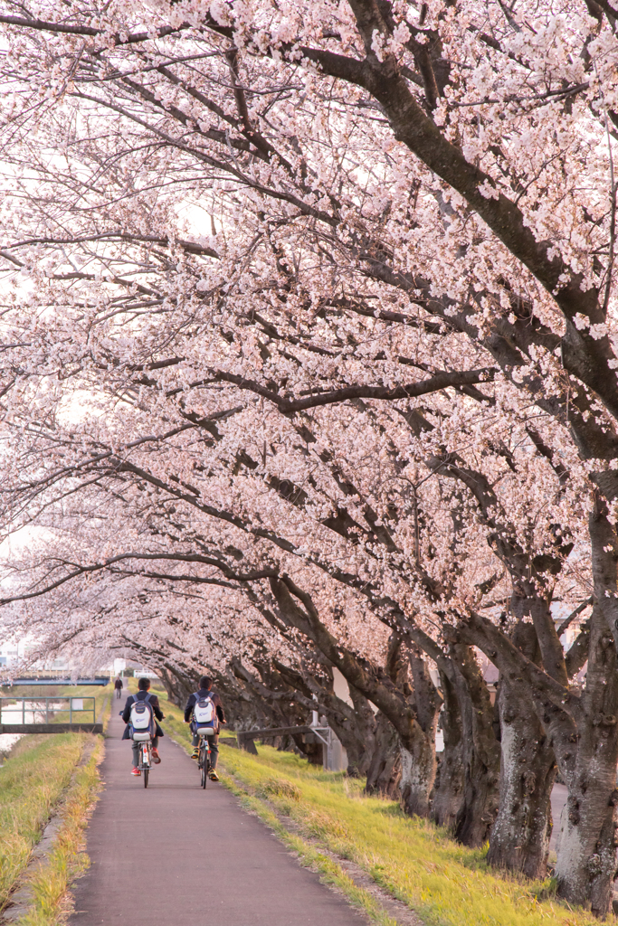 帰り道～青春編～