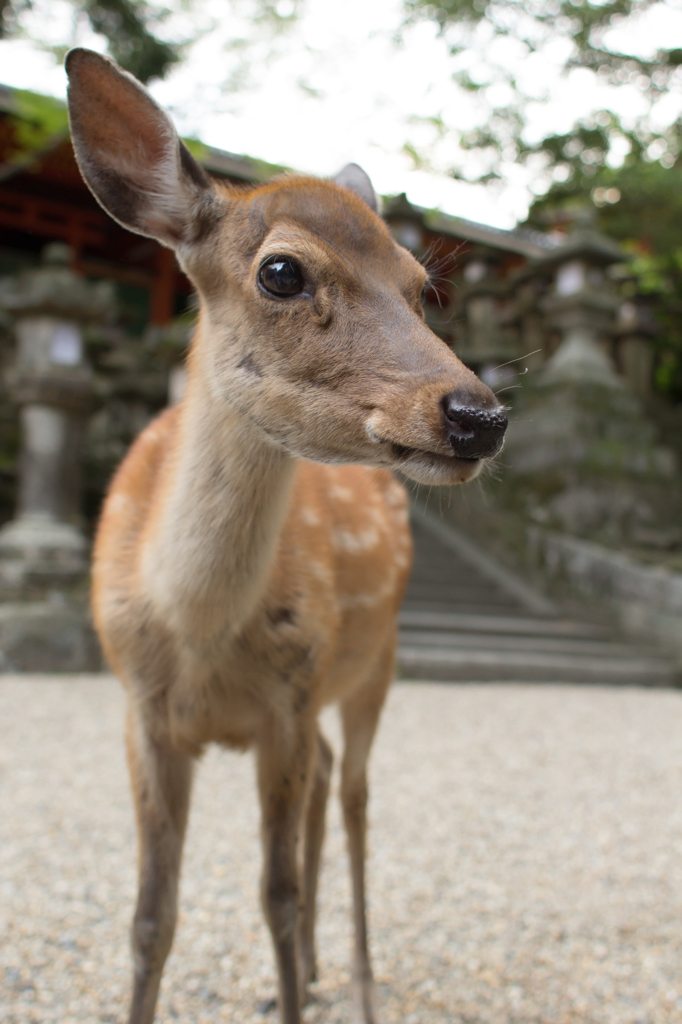 奈良といえば...