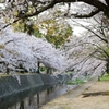 桜の回廊