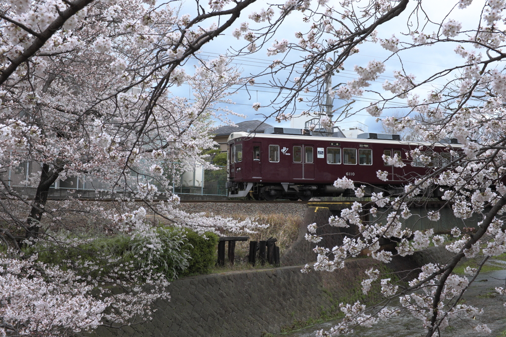 桜のなかを