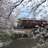 桜のなかを