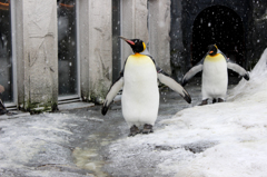 ペンギン