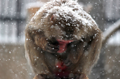 雪の中の猿