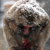 雪の中の猿
