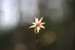 花？草？