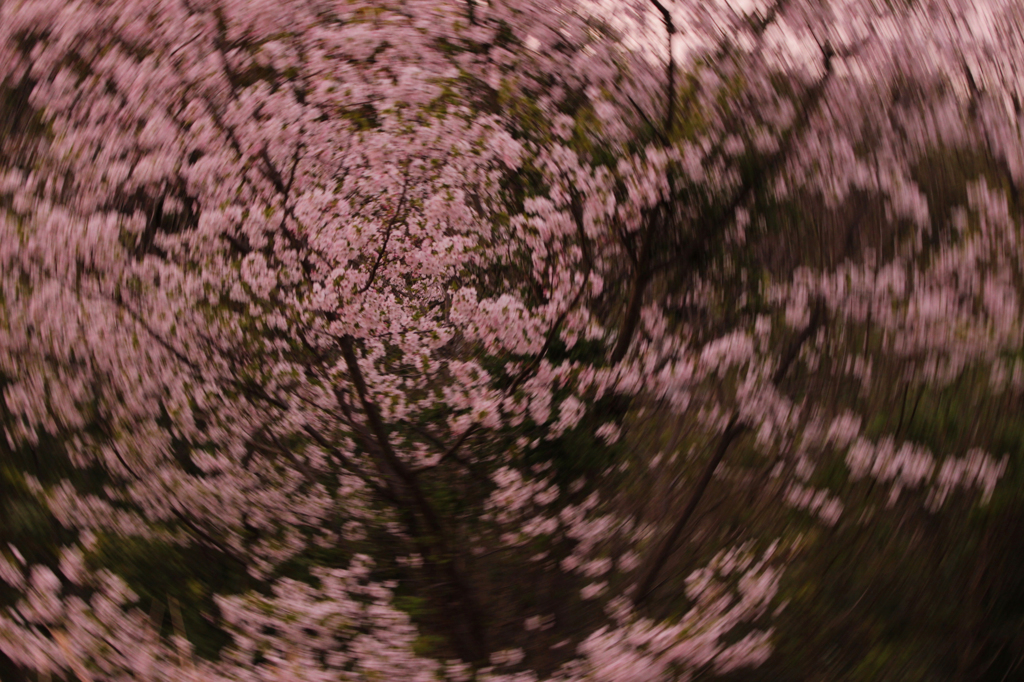 桜