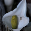 水芭蕉